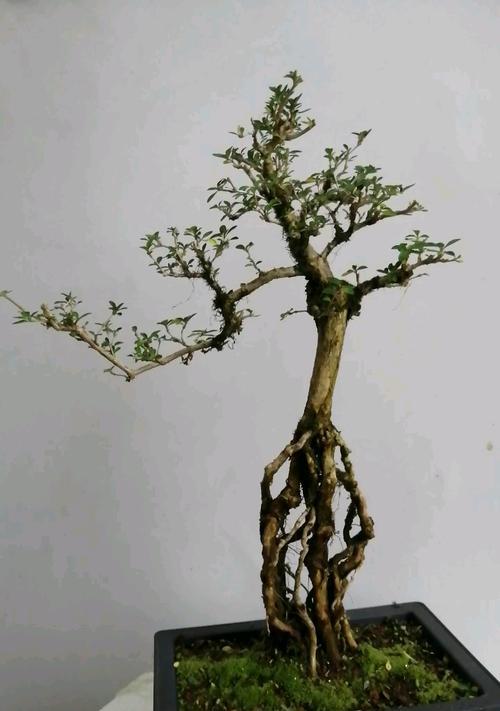 六月雪提根的正确方法是什么？提根后如何护理？