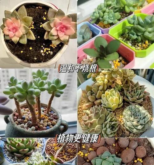 肉肉花种植有哪些技巧？如何保证其健康成长？