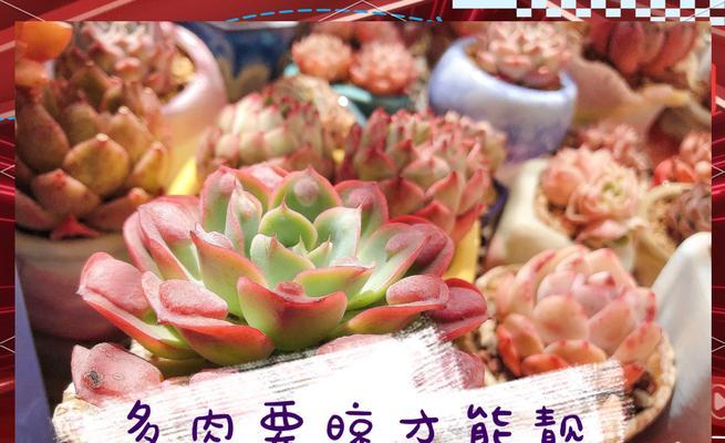 肉肉花种植有哪些技巧？如何保证其健康成长？