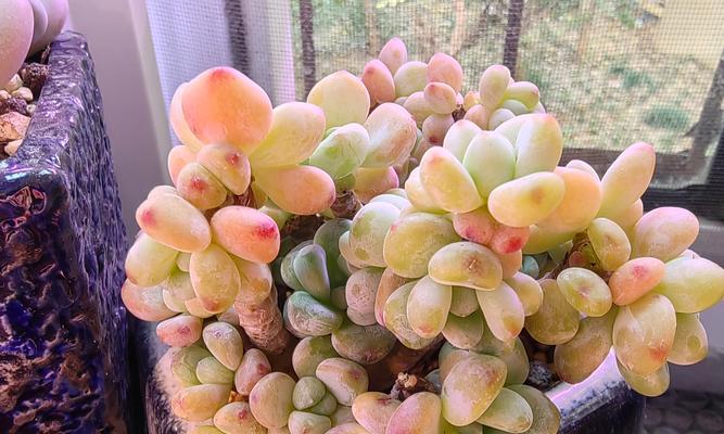肉肉花种植有哪些技巧？如何保证其健康成长？