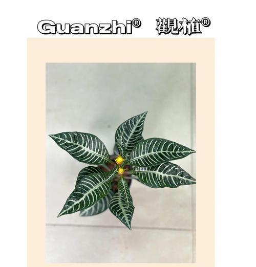 万年青冬季养护的要点是什么？
