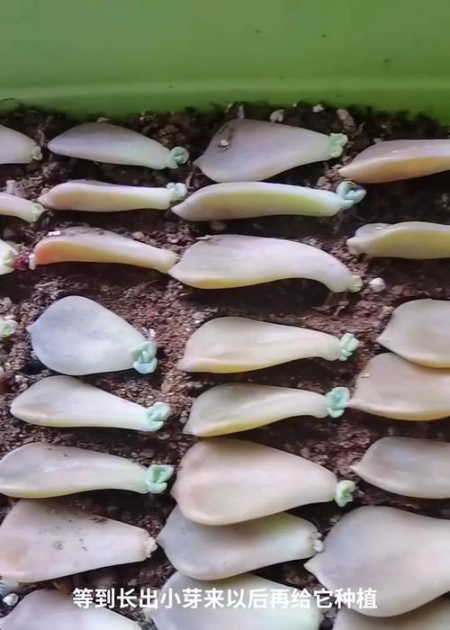 多肉植物叶插的方法是什么？怎样才能成功进行多肉叶插？