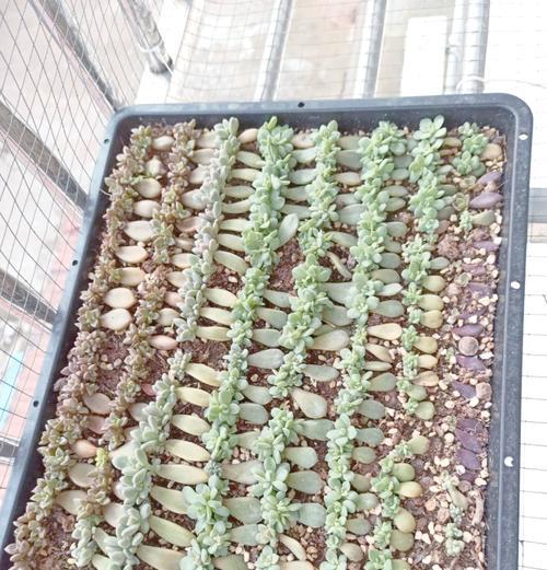 多肉植物叶插的方法是什么？怎样才能成功进行多肉叶插？