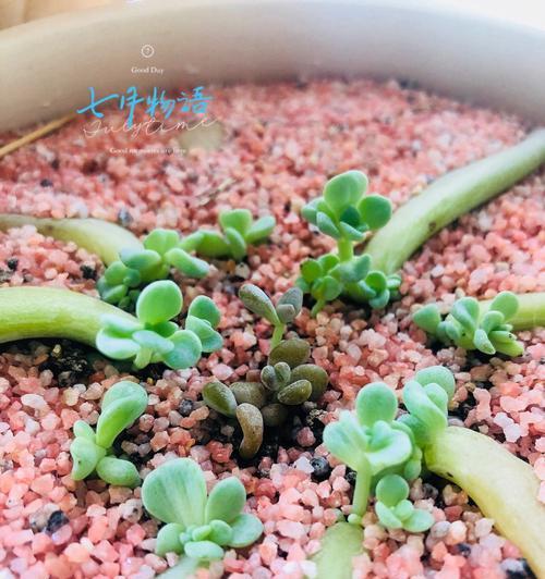 多肉植物叶插的方法是什么？怎样才能成功进行多肉叶插？