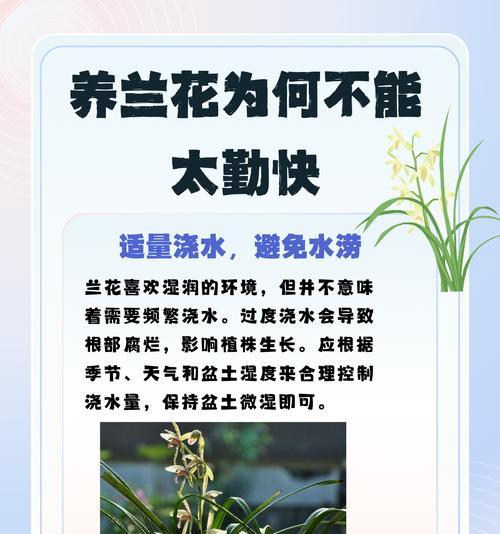 五十铃玉的浇水技巧是什么？如何避免过度浇水？