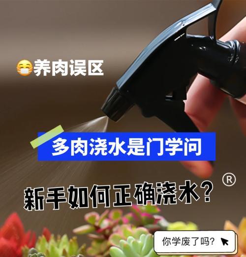 五十铃玉的浇水技巧是什么？如何避免过度浇水？