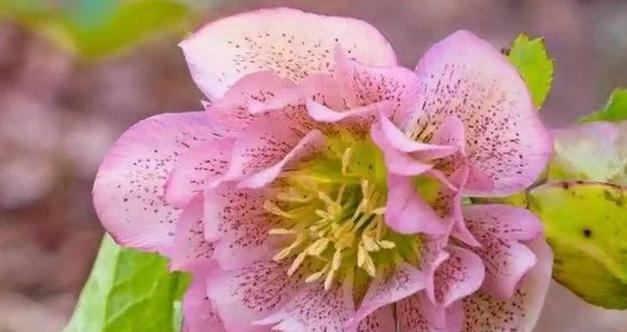 冬季适合种植哪些花卉？如何选择合适的冬季植物？