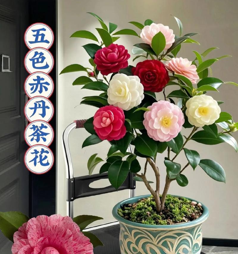 茶花修剪的最佳时机是什么时候？茶花修剪的正确方法有哪些？