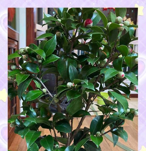 茶花修剪的最佳时机是什么时候？茶花修剪的正确方法有哪些？