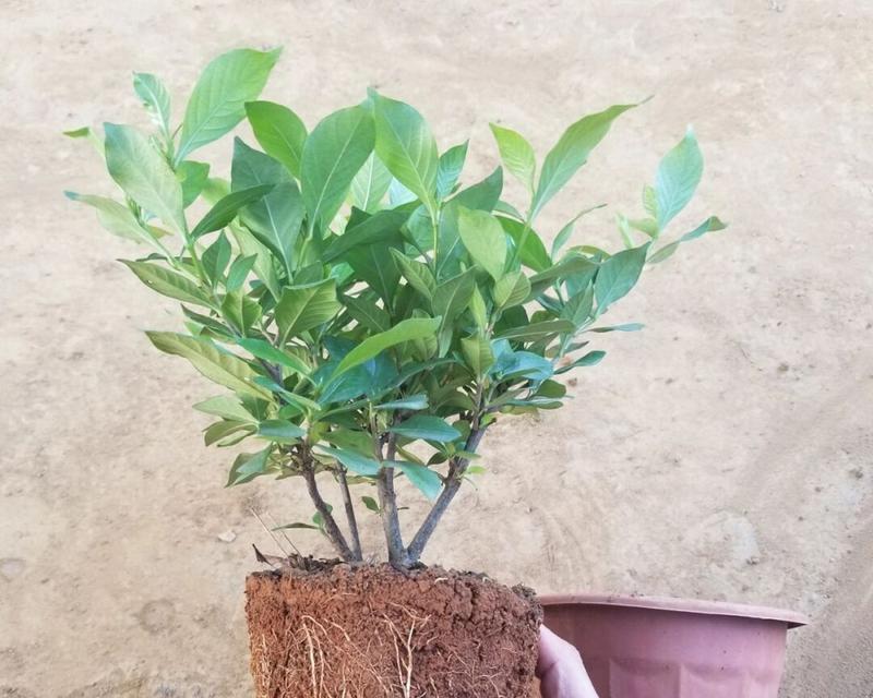 适合酸性土壤的花卉有哪些？