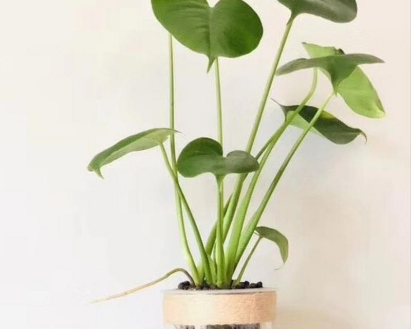 哪些水培植物外观好看？