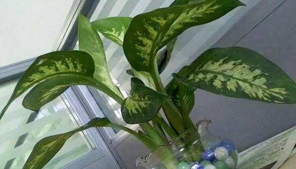 哪些水培植物外观好看？
