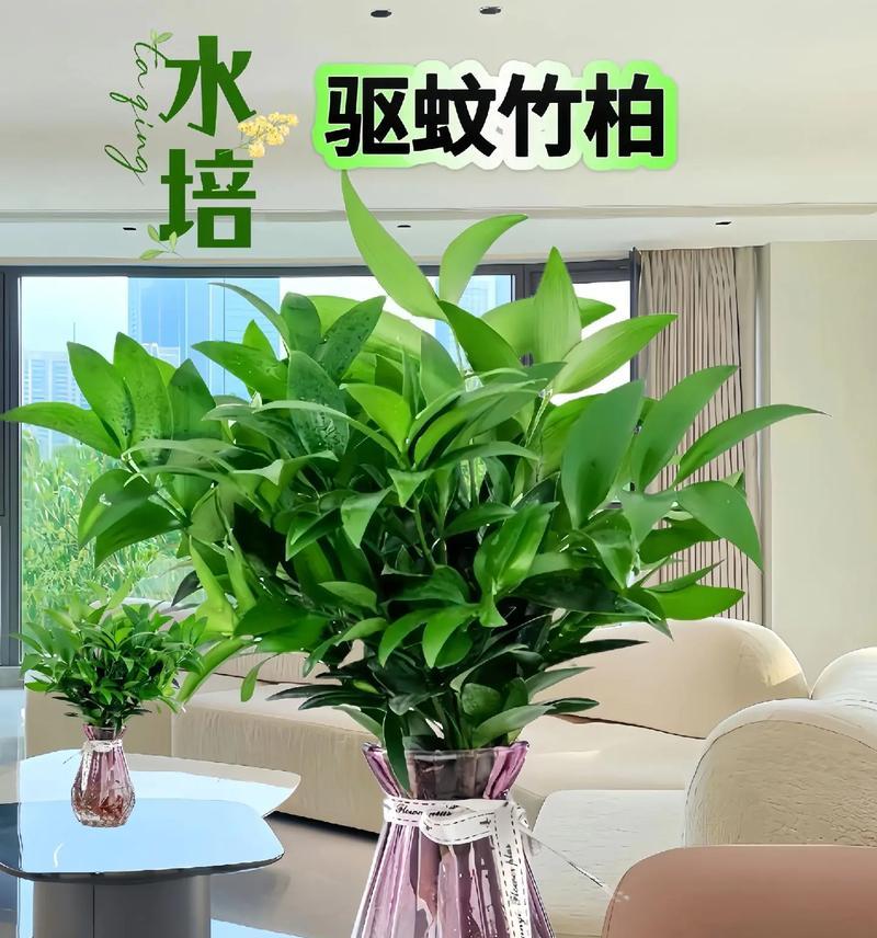 哪些水培植物外观好看？
