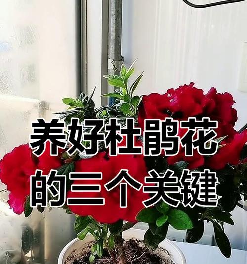 杜鹃花的浇水方法是什么？杜鹃花的正确浇水技巧有哪些？