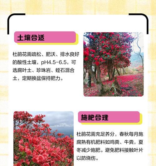 杜鹃花的浇水方法是什么？杜鹃花的正确浇水技巧有哪些？
