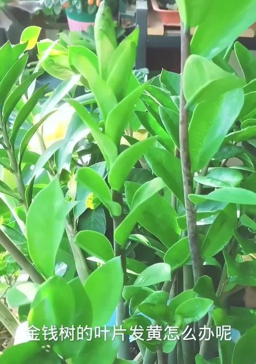 摇钱树叶子发黄是什么原因？如何解决摇钱树黄叶问题？