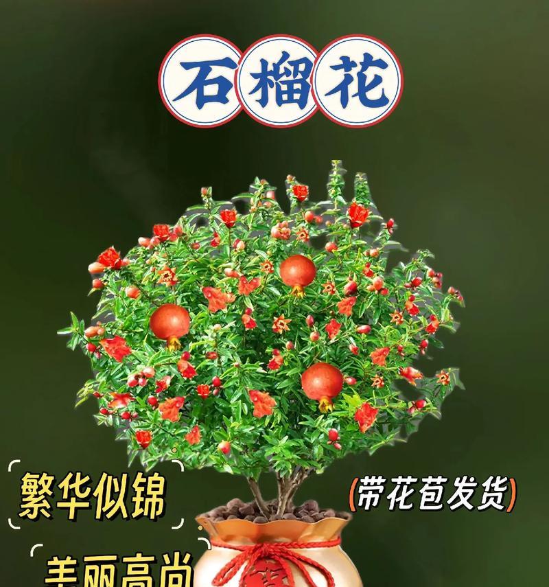 石榴树开花结果的时间是什么时候？如何促进开花结果？