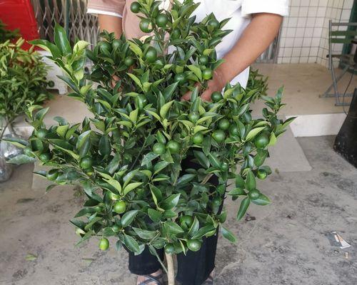 果树盆栽如何不影响结果？盆栽果树的养护技巧是什么？