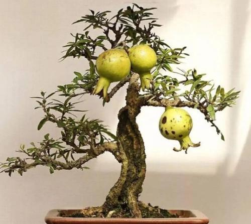 果树盆栽如何不影响结果？盆栽果树的养护技巧是什么？