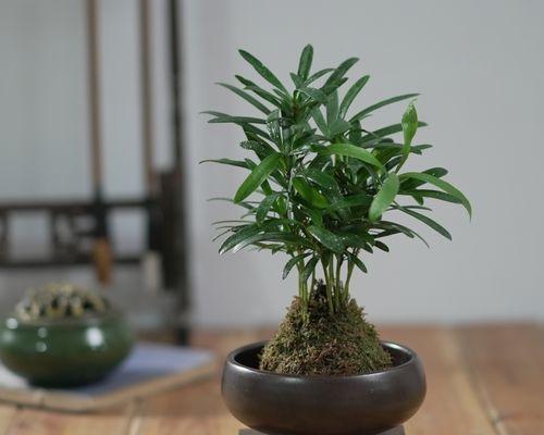 办公室适合哪些盆景植物？如何选择和养护？
