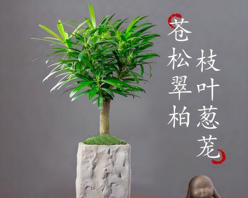 办公室适合哪些盆景植物？如何选择和养护？