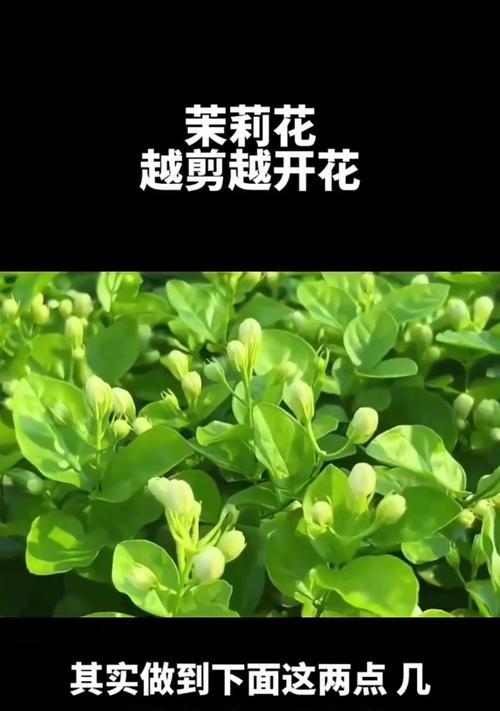 茉莉修剪的最佳时机是什么时候？如何正确修剪茉莉？