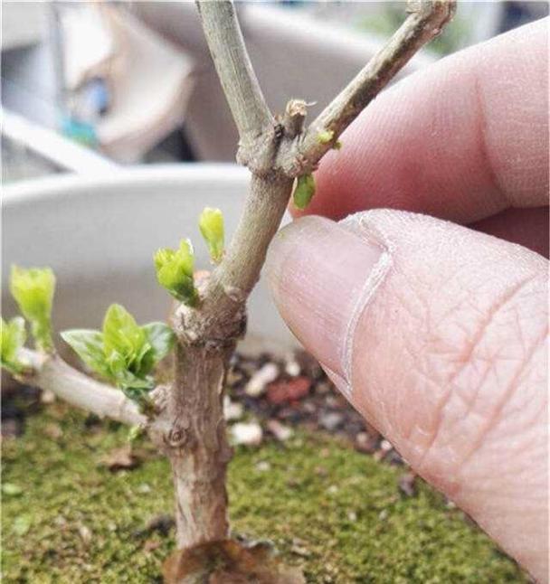 茉莉修剪的最佳时机是什么时候？如何正确修剪茉莉？
