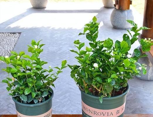 养花草对家庭有哪些好处？如何选择适合家里的花草？