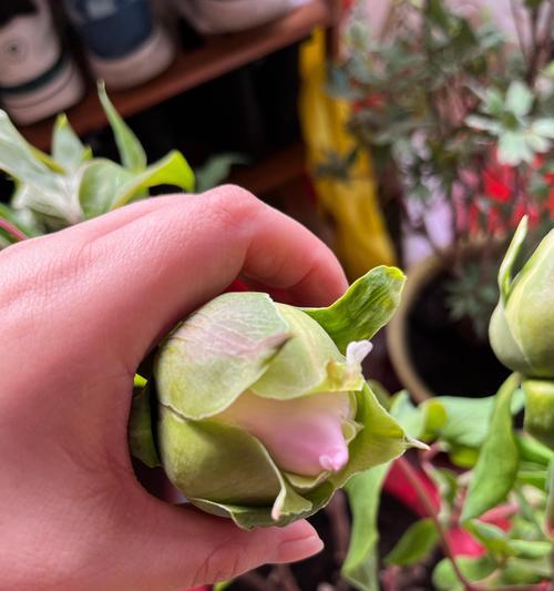 养花草对家庭有哪些好处？如何选择适合家里的花草？