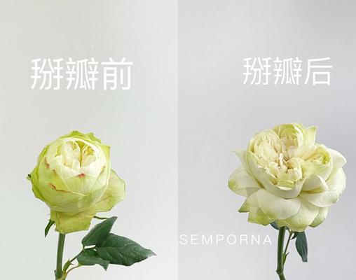 玫瑰花种植技巧有哪些？怎样才能种出美丽的玫瑰？