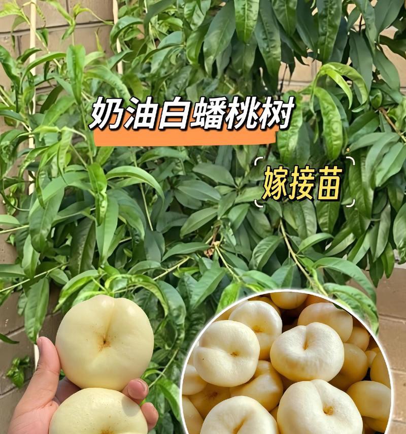 油蟠桃树苗盆栽带果？油蟠桃树苗盆栽的养护要点是什么？