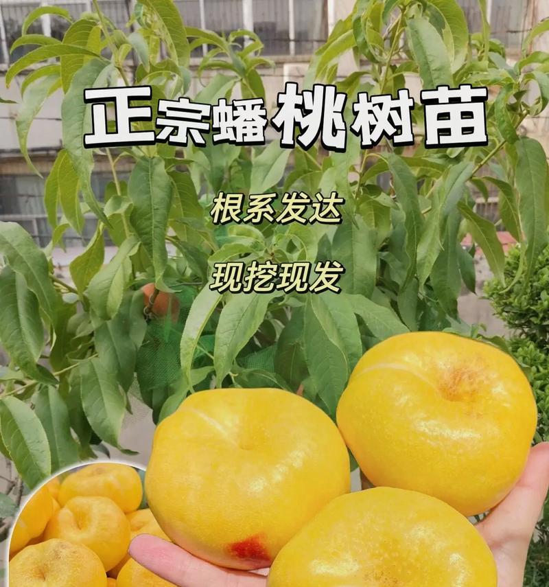 油蟠桃树苗盆栽带果？油蟠桃树苗盆栽的养护要点是什么？