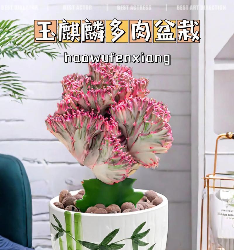 新买的多肉植物如何种植？需要注意哪些事项？