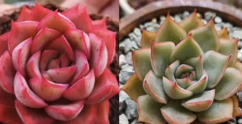 新买的多肉植物如何种植？需要注意哪些事项？