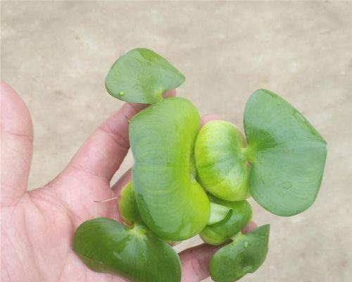 布袋莲的养殖环境和护理技巧是什么？