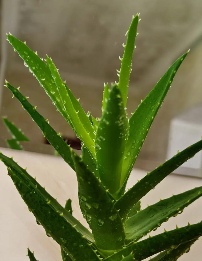 可食用芦荟的种类有哪些？如何正确食用？