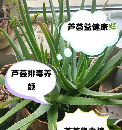 可食用芦荟的种类有哪些？如何正确食用？