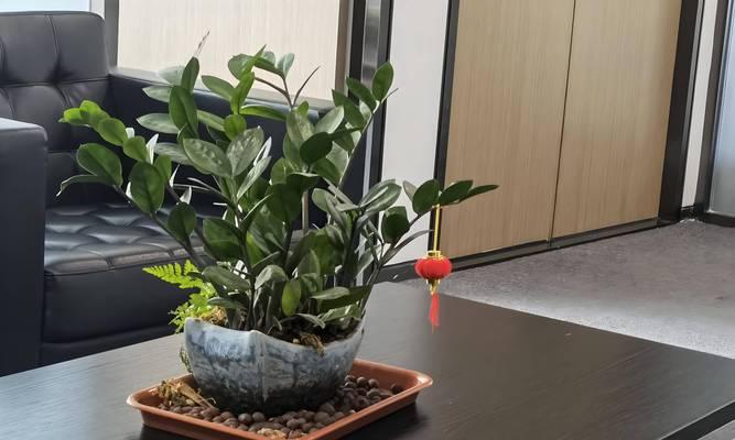办公室环境适合哪些植物？摆放植物有哪些好处？