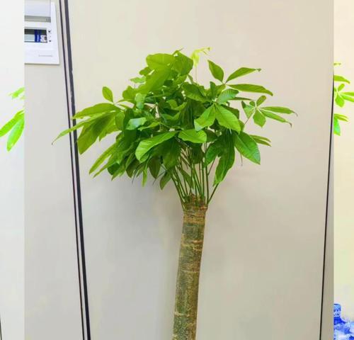 办公室环境适合哪些植物？摆放植物有哪些好处？