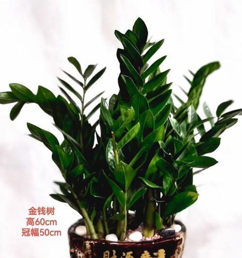 办公室环境适合哪些植物？摆放植物有哪些好处？