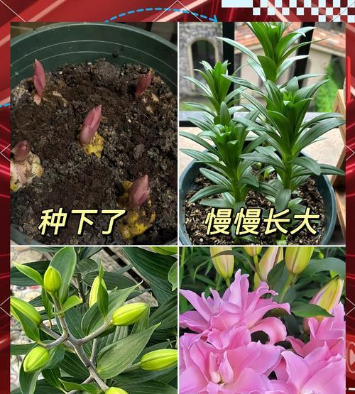 百合花球种植需要注意什么？如何确保百合花球顺利发芽？