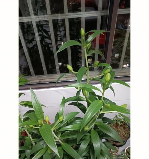 百合花球种植需要注意什么？如何确保百合花球顺利发芽？