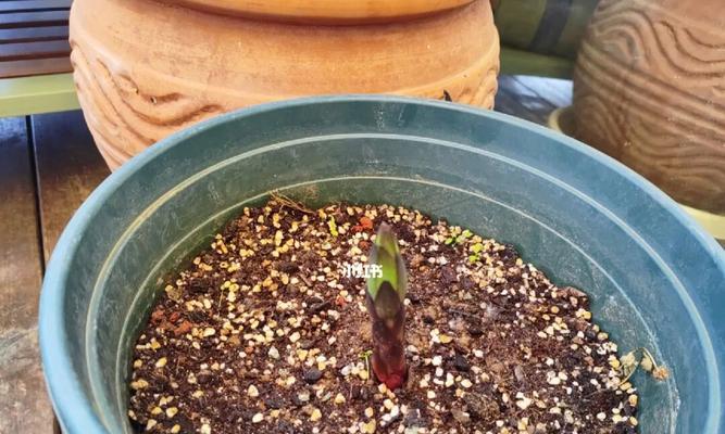 百合花球种植需要注意什么？如何确保百合花球顺利发芽？