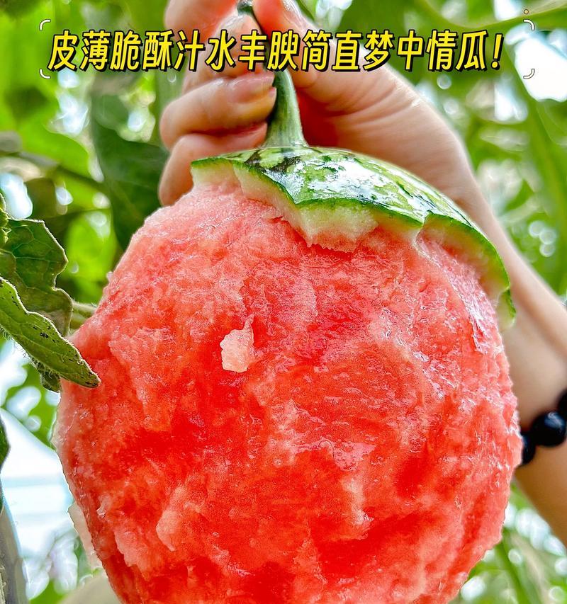 盆栽小西瓜种植时每盆应该种几棵？怎样才能保证产量和品质？