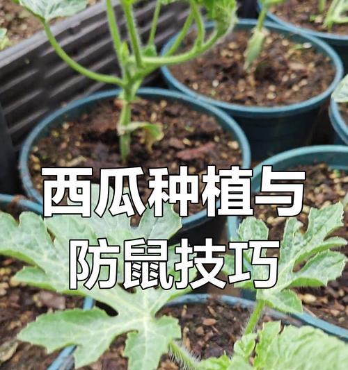 盆栽小西瓜种植时每盆应该种几棵？怎样才能保证产量和品质？