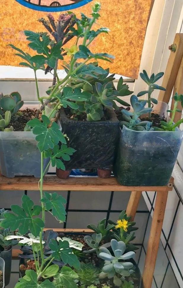 盆栽小西瓜种植时每盆应该种几棵？怎样才能保证产量和品质？