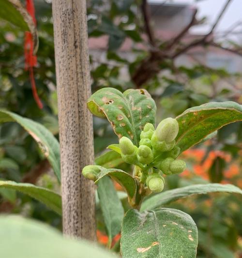 佛手不开花结果的原因是什么？如何促进佛手开花结果？
