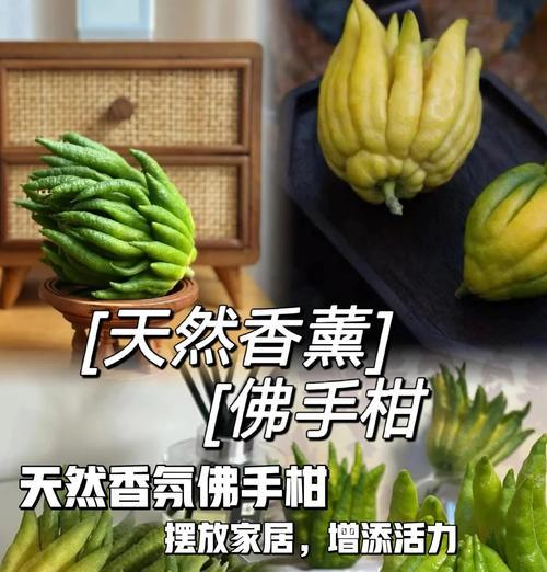 佛手不开花结果的原因是什么？如何促进佛手开花结果？