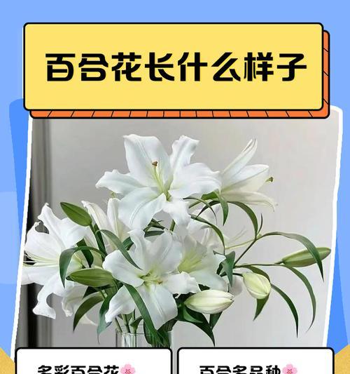 百合花有哪些品种？它们各自有什么特点？