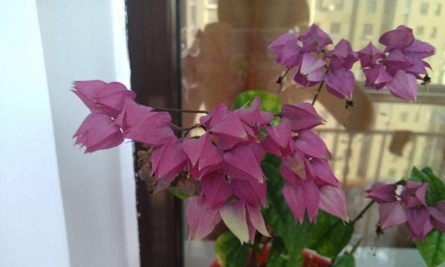 龙吐珠不开花的原因和解决方法是什么？